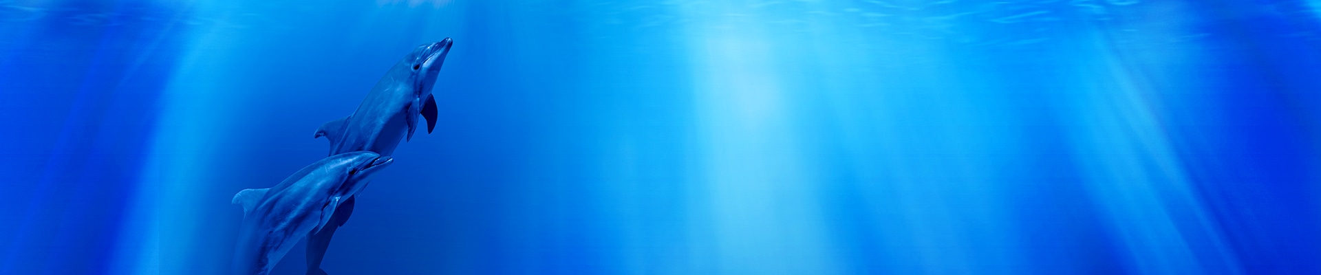 コース / 料金表