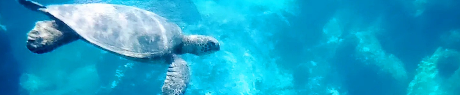 プライバシーポリシー